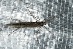Glyphopsyche irrorata