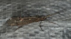 Glyphopsyche irrorata