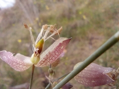 Silene vulgaris vulgaris
