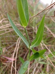 Silene vulgaris vulgaris