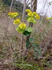 Euphorbia serrata