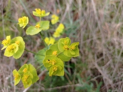 Euphorbia serrata