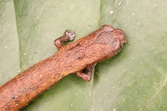 Ramos' Mushroomtongue Salamander photo 1