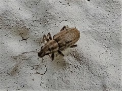 Sitona lineatus