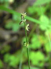Carex loliacea