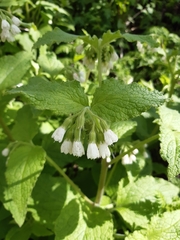 Symphytum orientale