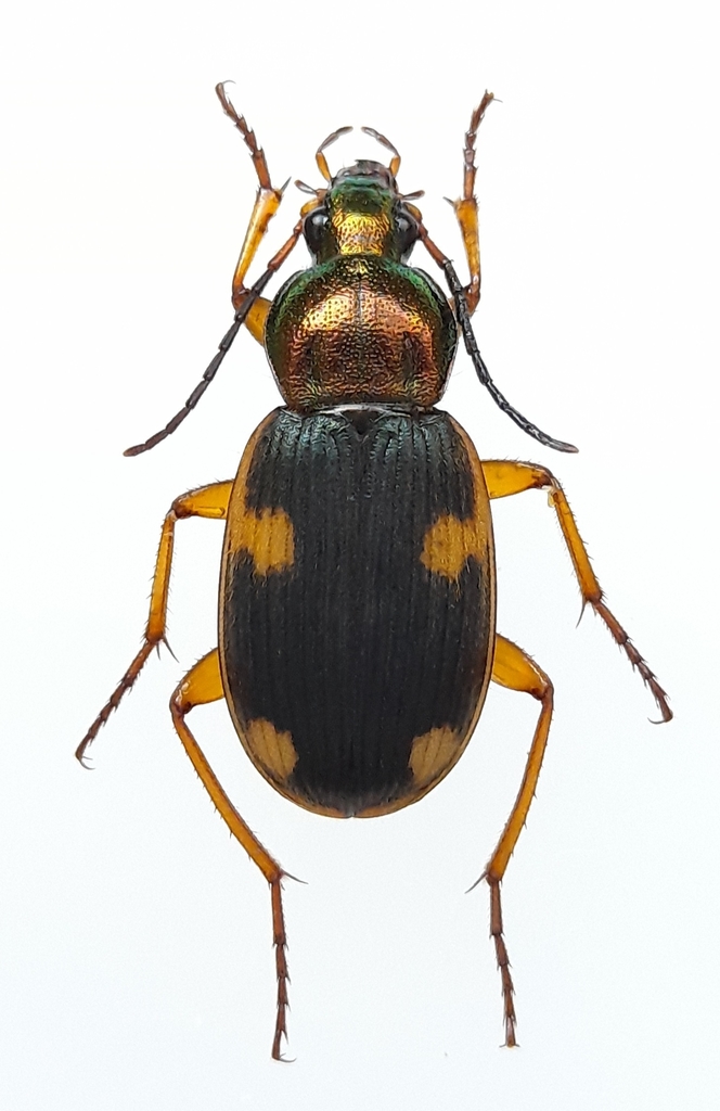 Chlaenius dusaultii