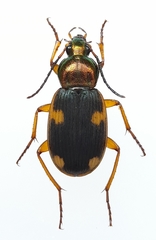 Chlaenius dusaultii
