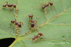 Myrmica kotokui