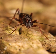 Dendrosoter protuberans