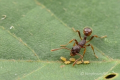 Myrmica kotokui
