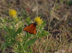 Danaus chrysippus dorippus