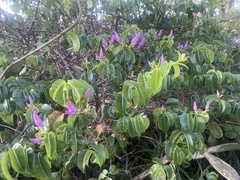 Cryptostegia