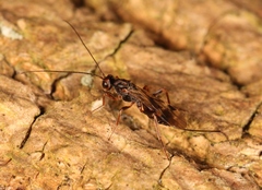 Dendrosoter protuberans