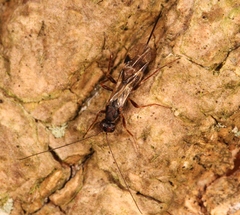 Dendrosoter protuberans