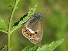 Coenonympha hero