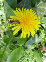 Andrena haemorrhoa