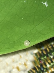 Graphium agamemnon agamemnon