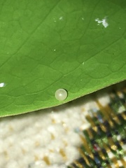 Graphium agamemnon agamemnon