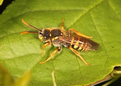 Nomada goodeniana