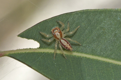 Cytaea alburna
