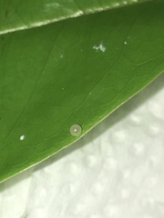 Graphium agamemnon agamemnon