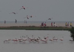 Phoenicopterus roseus