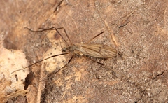 Ormosia lineata