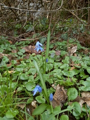 Scilla siberica