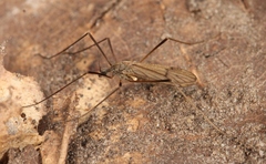 Ormosia lineata