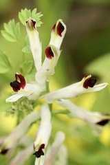 Fumaria flabellata