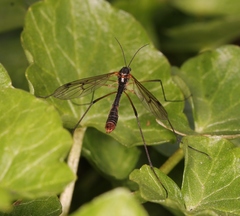 Ptychoptera albimana