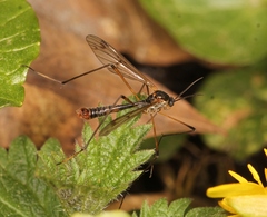 Ptychoptera albimana