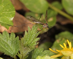 Ptychoptera albimana