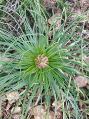 Asphodeline