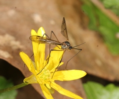 Ptychoptera albimana