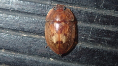 Lobiopa insularis