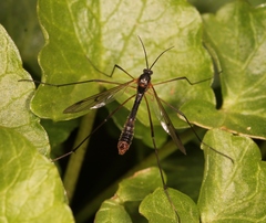 Ptychoptera albimana