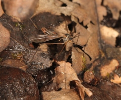 Ptychoptera albimana