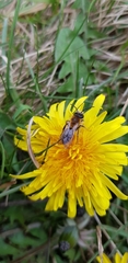 Andrena haemorrhoa