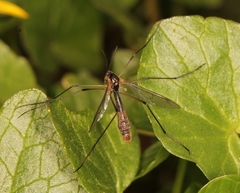 Ptychoptera albimana