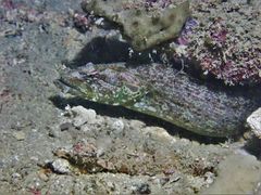 Congrogadus subducens