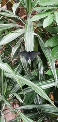 Papilio protenor