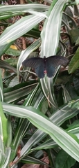 Papilio protenor