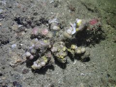 Camposcia retusa