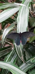 Papilio protenor