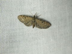 Eupithecia assimilata