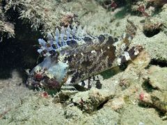 Centrogenys vaigiensis