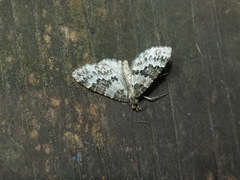 Electrophaes corylata