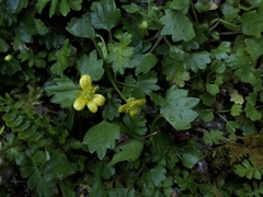 Ranunculus cheirophyllus